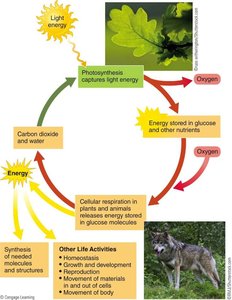 Diagram of energy flow from sunlight to plants to animals