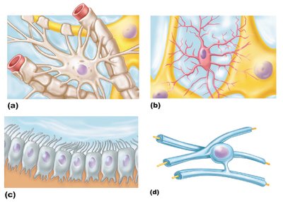 Illustrations of four types of glial cells: (a) astrocyte, (b) microglial cell, (c) ependymal cell, (d) oligodendrocyte