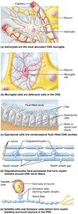 Labeled diagram of CNS glial cells and their functions