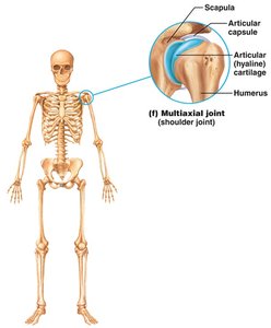 Summary table of joint classifications