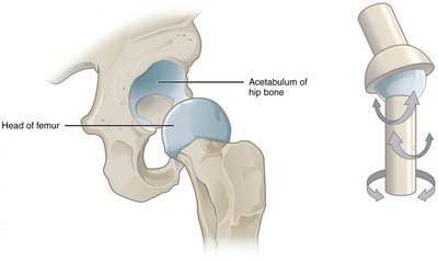 Ball-and-socket joint of the hip