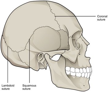 Detailed structure of a synovial joint with labeled components