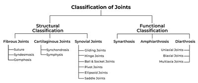 Classification of joints: structural and functional