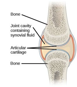 Structure of a synovial joint