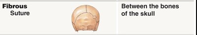 Fibrous suture joint between skull bones