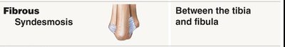Fibrous syndesmosis joint between tibia and fibula