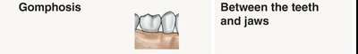Gomphosis joint between teeth and jaws