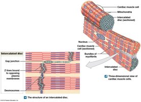 Structure of intercalated discs and cardiac muscle cells