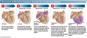 Movement of electrical impulses through the conducting system