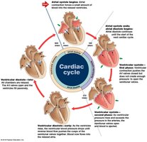 Cardiac cycle diagram