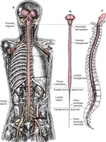 Longitudinal view of the spinal cord and its regions