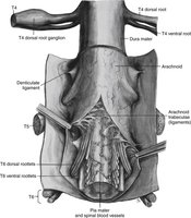 Meninges and coverings of the spinal cord