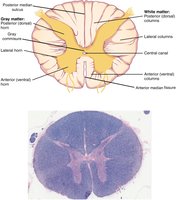 Cross-section of the spinal cord showing gray and white matter