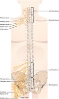 Nerve plexuses of the body