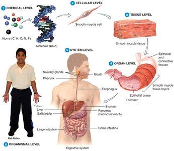 Digestive system levels of organization