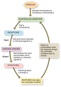 Homeostatic regulation feedback loop