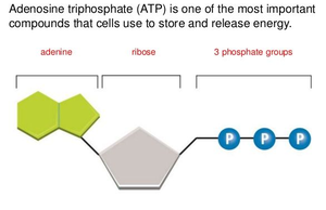 ATP structure and energy release