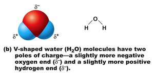 Water molecule: polar covalent bond