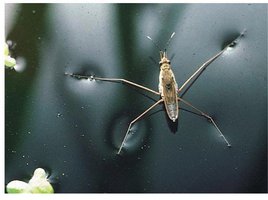 Water strider walking on water due to surface tension