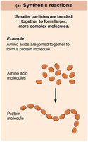 Synthesis reaction: formation of a protein