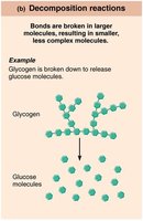 Decomposition reaction: breakdown of glycogen