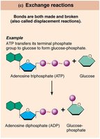 Exchange reaction: ATP and glucose