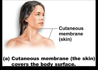 Cutaneous membrane (skin) covers the body surface