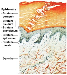 Histological layers of the epidermis and dermis