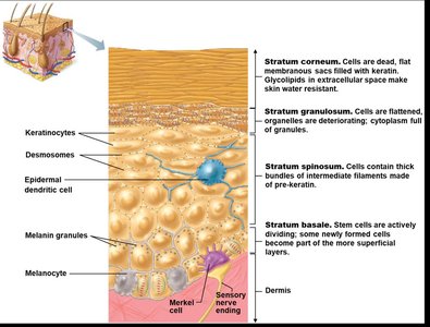 Detailed structure of epidermal layers