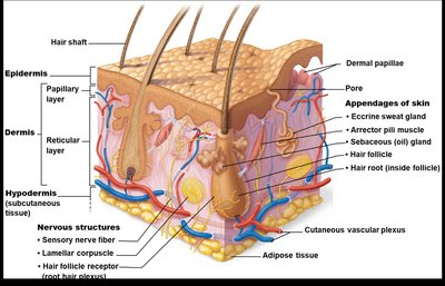 Skin structure showing epidermis, dermis, and hypodermis