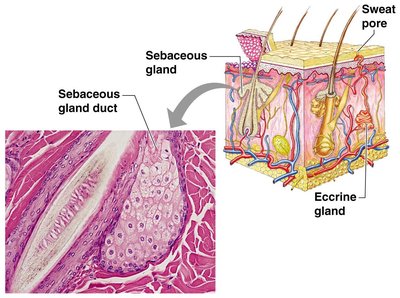 Sectioned sebaceous gland and skin structure