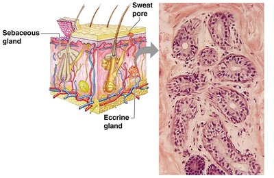 Sectioned eccrine gland and skin structure