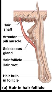 Longitudinal section of a hair in its follicle