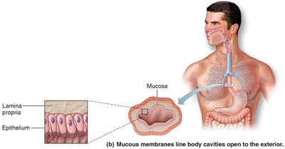 Mucous membranes line body cavities open to the exterior
