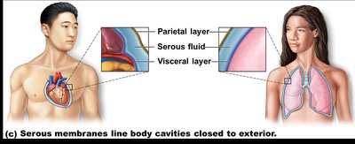 Serous membranes line body cavities closed to exterior