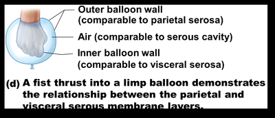 Balloon analogy for serous membrane layers