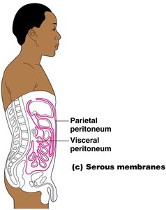 Serous membranes in the abdominal cavity