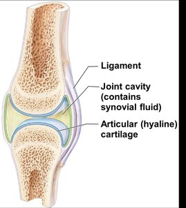 Representative synovial joint