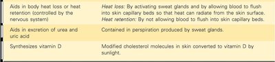 Table 4.1 Functions of the Integumentary System (continued)