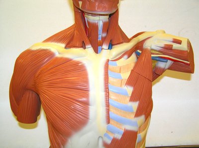 Anterior view of upper torso showing muscles