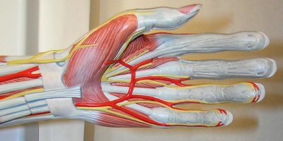 Anterior view of hand showing muscles and tendons