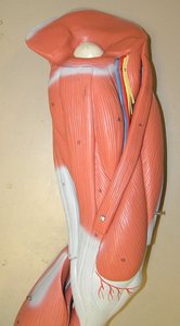 Diagram of back muscles including erector spinae group