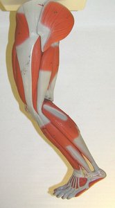 Anterior view of leg showing muscles