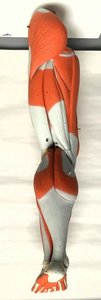 Lateral view of leg showing muscles