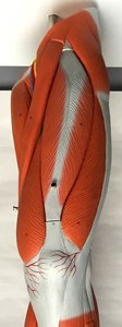 Posterior view of leg showing muscles