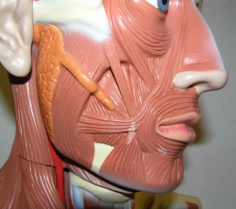 Lateral view of head showing facial muscles