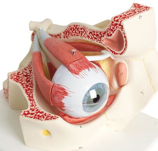 Model of eye showing extrinsic muscles