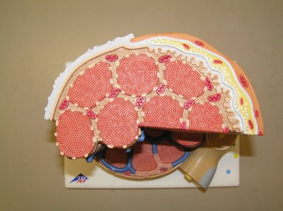 Microscopic cross-section of skeletal muscle