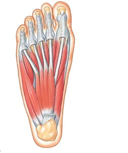 Plantar view of foot showing muscles