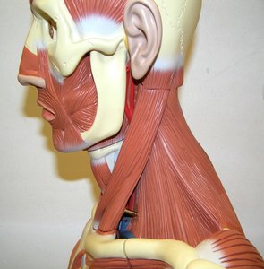 Lateral view of head and neck showing muscles